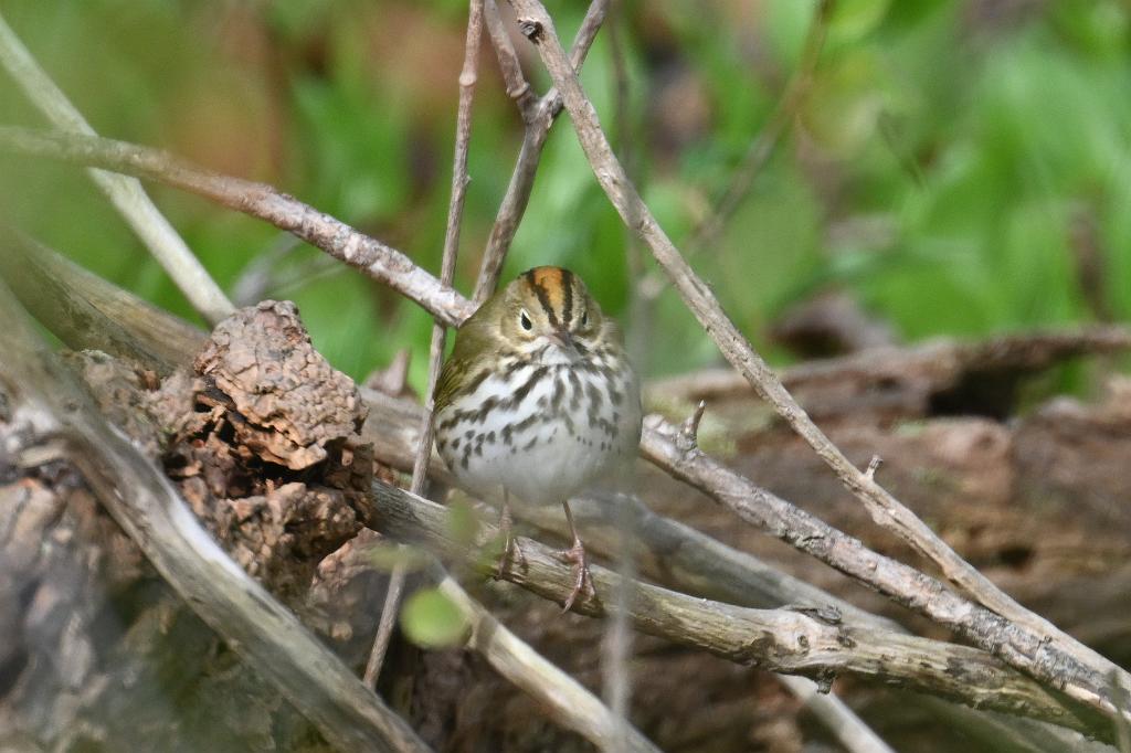 Warbler, Ovenbird, 2025-05037203 Parker River NWR, MA.JPG - Ovenbird. Parker River National Wildlife Refuge, MA, 5-3-2025
